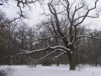 /album/a2009/a11-2-2009-strom-v-parku-jpg/